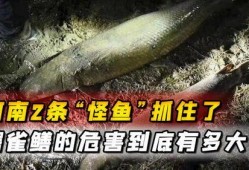 汝州最新爆料怪鱼,揭秘其神秘身世与生态影响